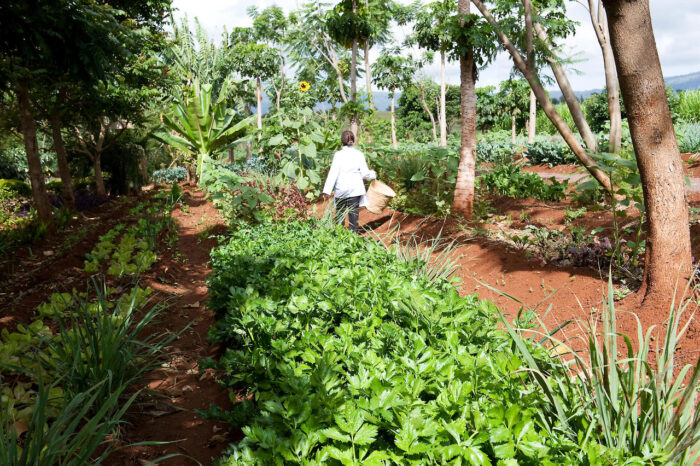 Cedarberg Travel | Ngorongoro Farm House