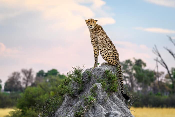 Cedarberg Travel | Vumbura Plains