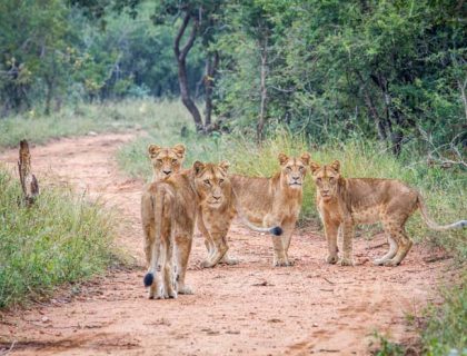 Leopard vs. Cheetah: Do YOU know the difference?