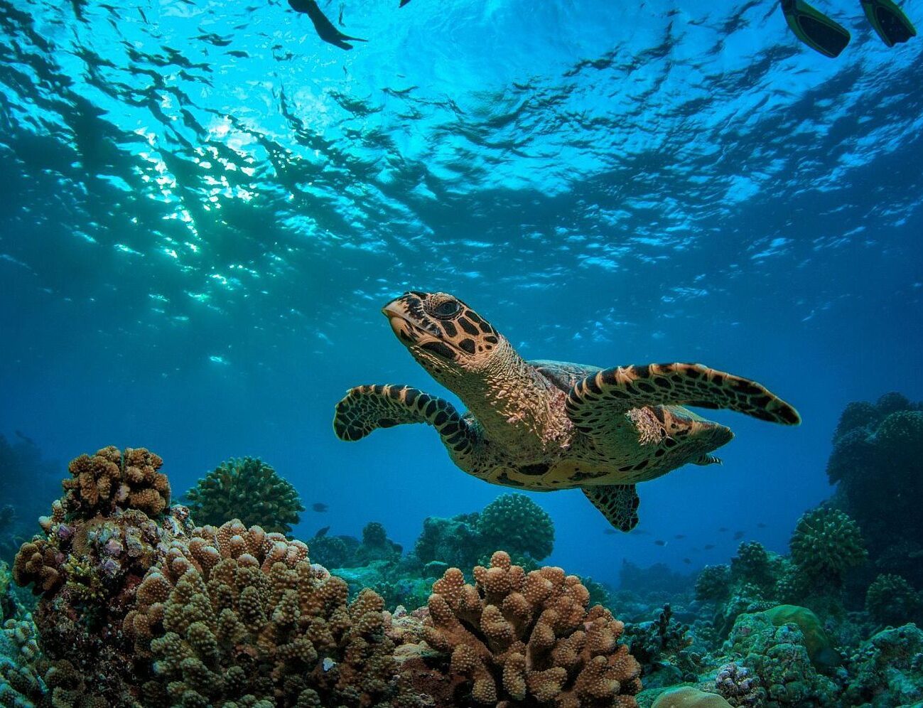 Seychelles Turtle