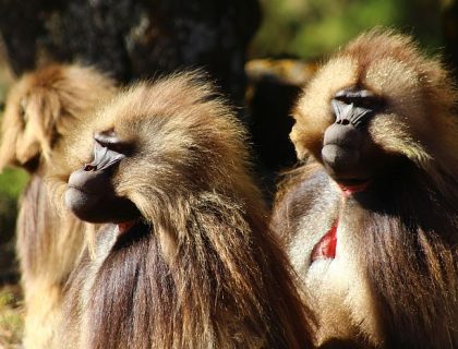 Trekking in Simien Mountain National Park with Lalibela