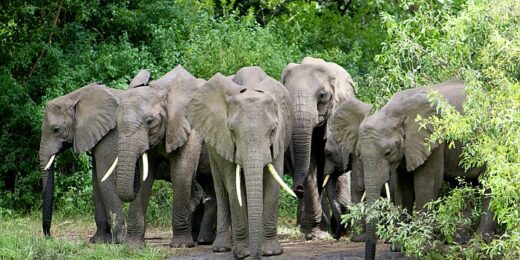 South Luangwa