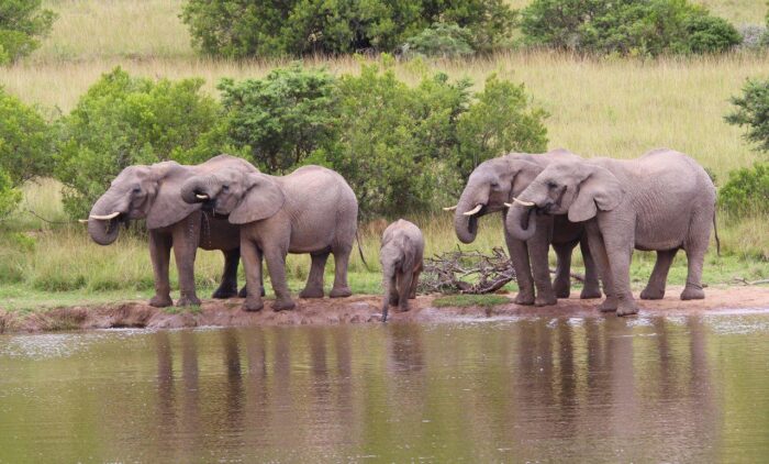 Cedarberg Travel | Lalibela Marks Camp