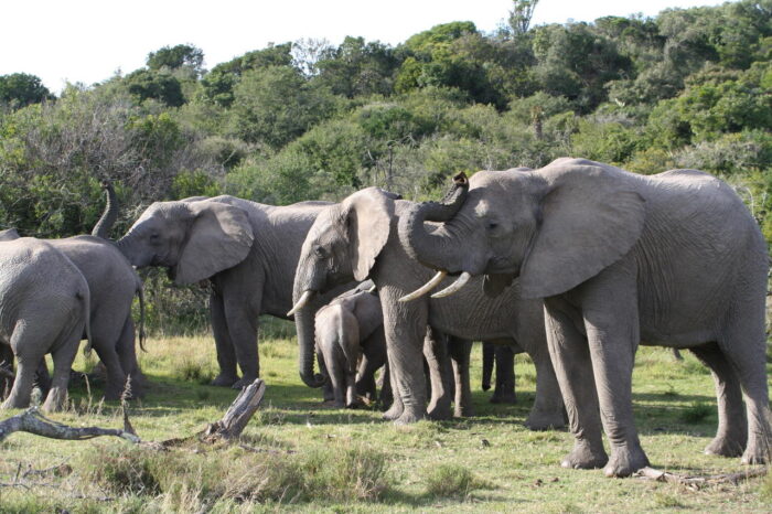 Cedarberg Travel | Lalibela Tree Tops Tented Camp