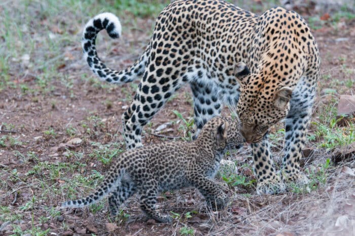 Cedarberg Travel | Mashatu Tented Camp