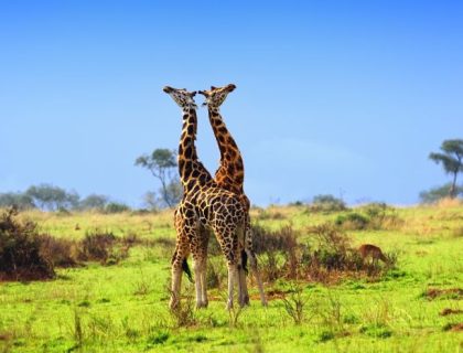 What does a Gorilla safari cost in Rwanda or Uganda?