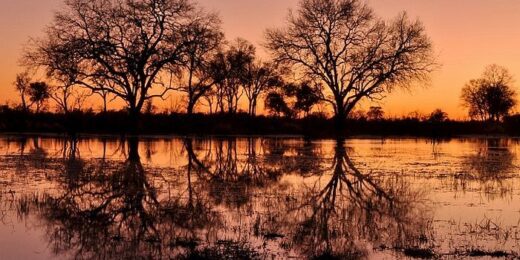 Botswana Safaris