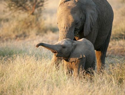 Malaria Free Game Reserves in South Africa for 2025