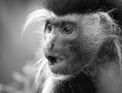 What does a Gorilla safari cost in Rwanda or Uganda?