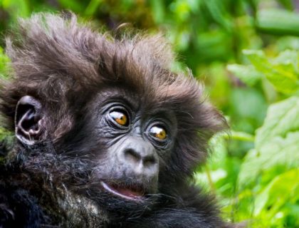 What does a Gorilla safari cost in Rwanda or Uganda?