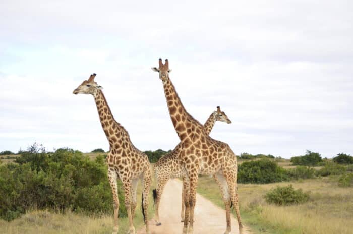 Cedarberg Travel | Lalibela Tree Tops Tented Camp