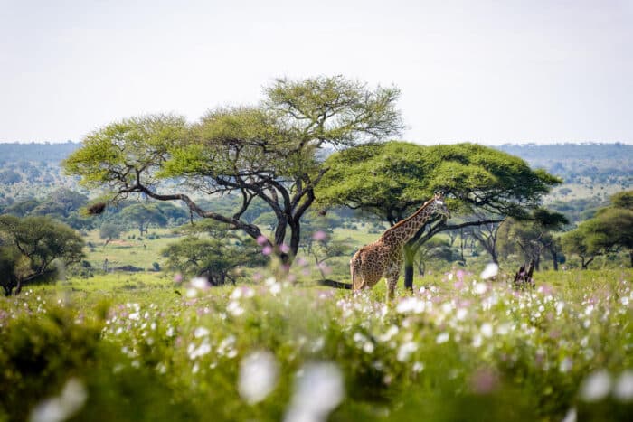 Cedarberg Travel | Sanctuary Swala