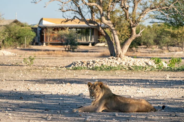 Cedarberg Travel | Andersson's at Ongava