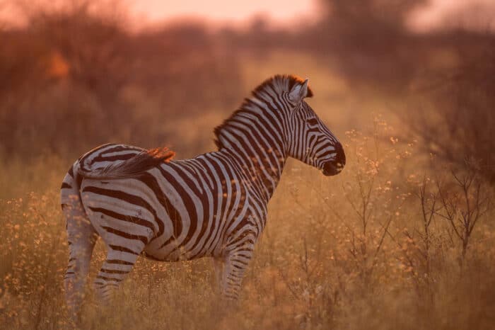 Cedarberg Travel | Dinaka Camp