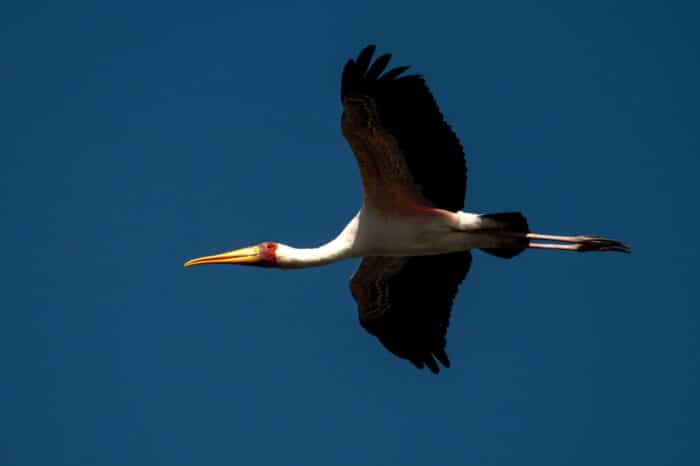 Cedarberg Travel | Zambezi Queen Collection