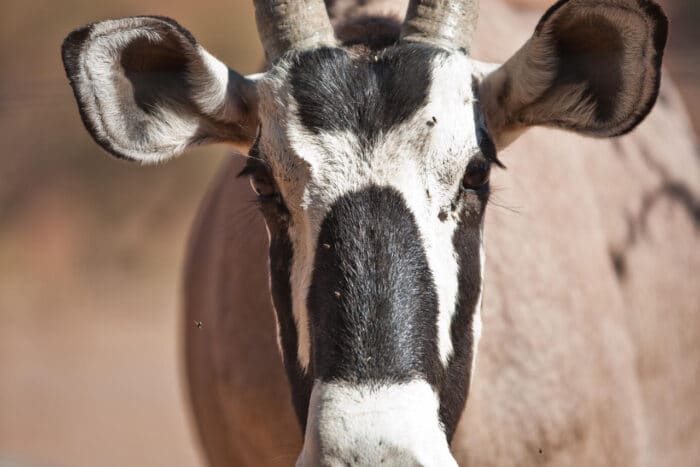 Cedarberg Travel | Namib Desert Lodge