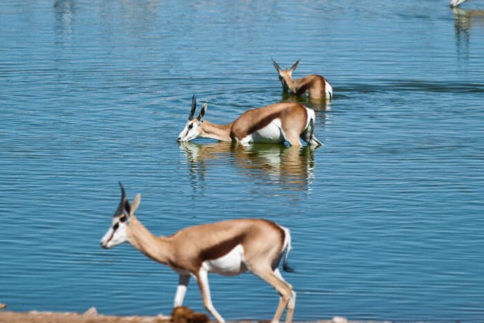 Cedarberg Travel | Etosha Safari Camp