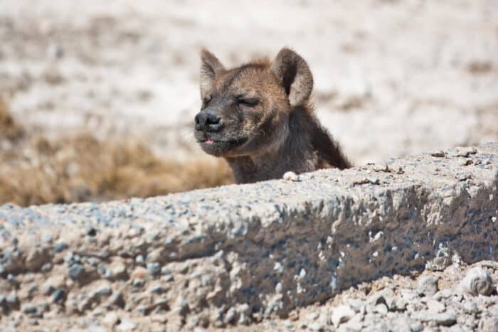 Cedarberg Travel | Etosha Safari Camp