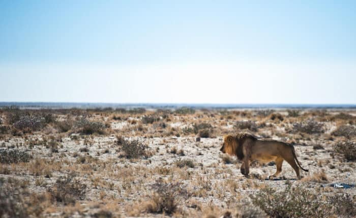 Cedarberg Travel | Etosha Safari Camp