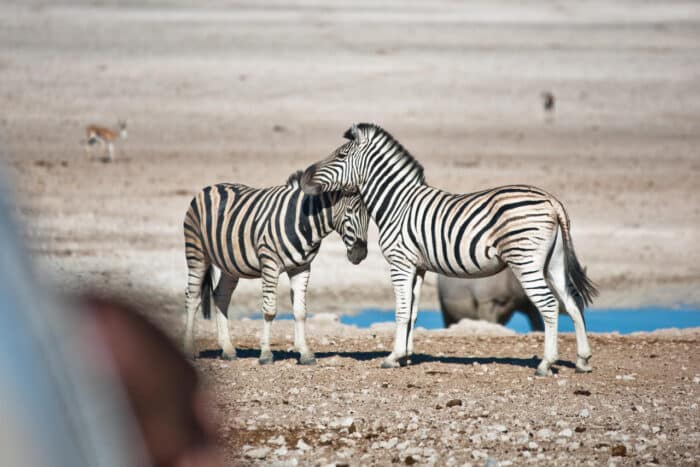 Cedarberg Travel | Etosha Safari Lodge