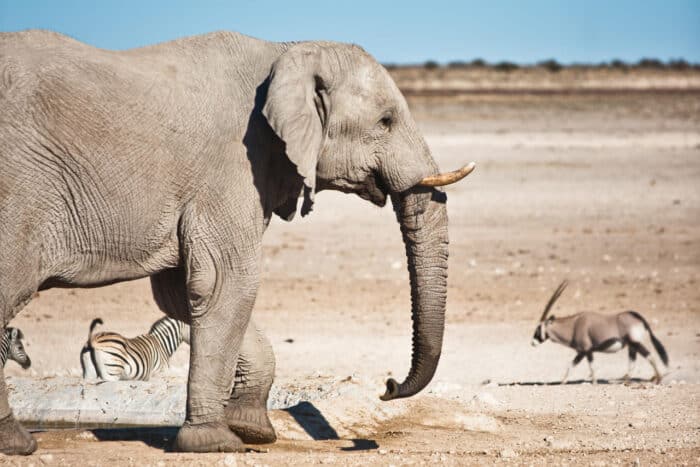 Cedarberg Travel | Etosha Safari Camp