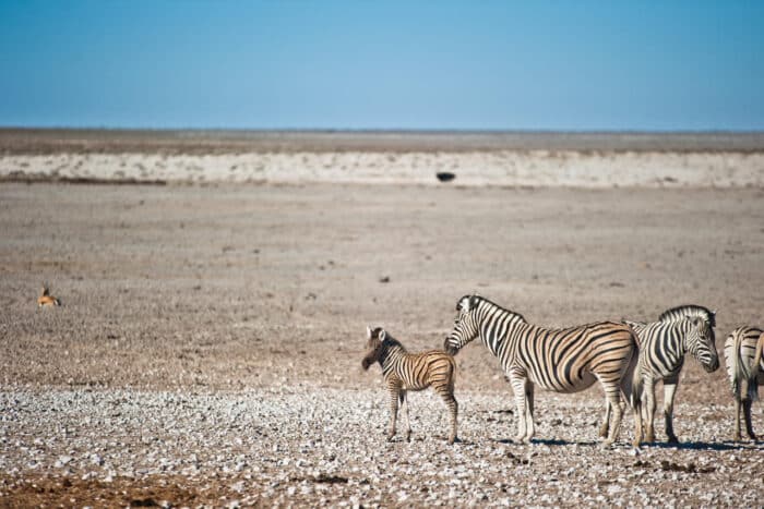 Cedarberg Travel | Etosha Safari Camp