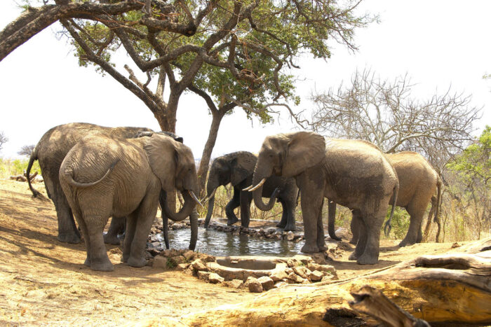 Cedarberg Travel | Tarangire Treetops