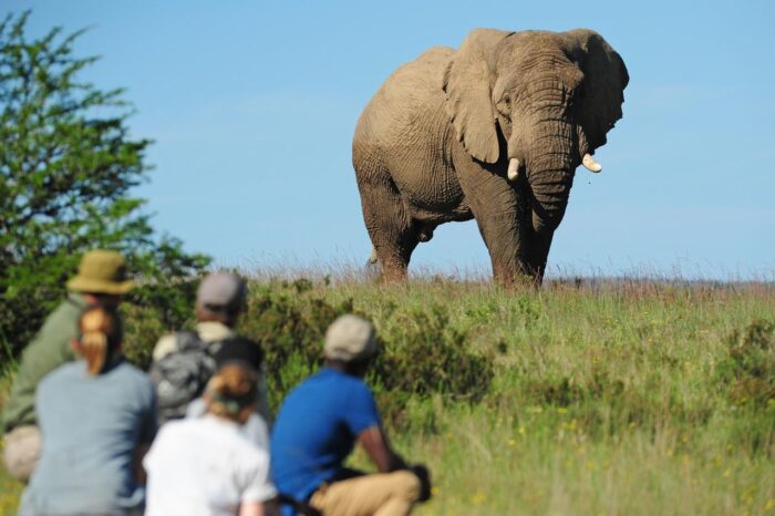 Cedarberg Travel | Sarili Lodge at Shamwari Game Reserve