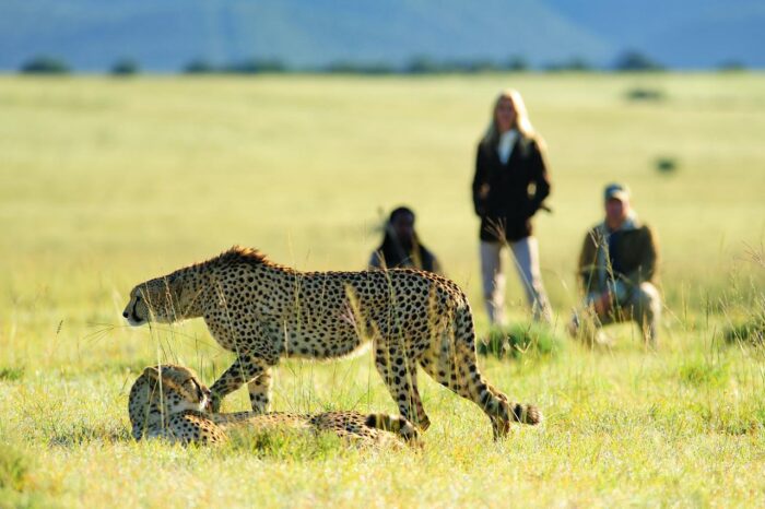 Cedarberg Travel | Sarili Lodge at Shamwari Game Reserve