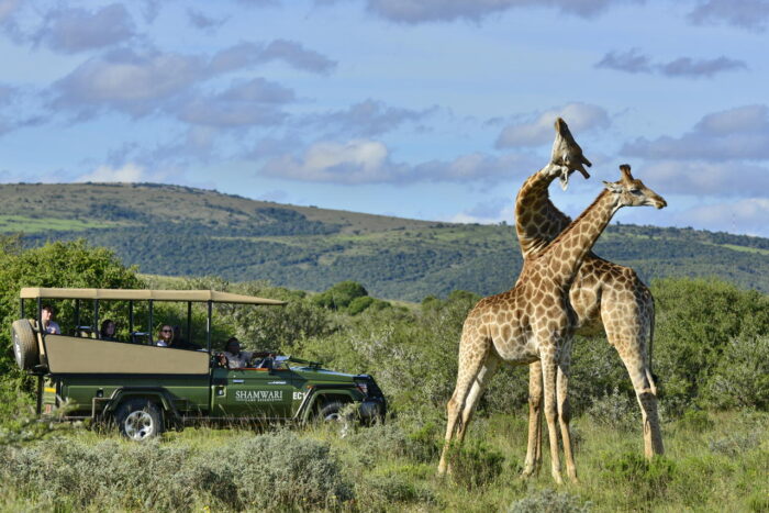 Cedarberg Travel | Long Lee at Shamwari Game Reserve