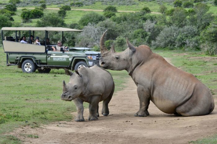 Cedarberg Travel | Bayethe Tented Lodge - Shamwari Game Reserve