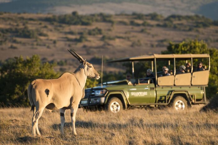 Cedarberg Travel | Bayethe Tented Lodge - Shamwari Game Reserve