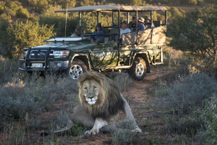 Cedarberg Travel | Sarili Lodge at Shamwari Game Reserve