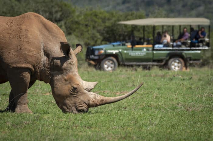 Cedarberg Travel | Long Lee at Shamwari Game Reserve