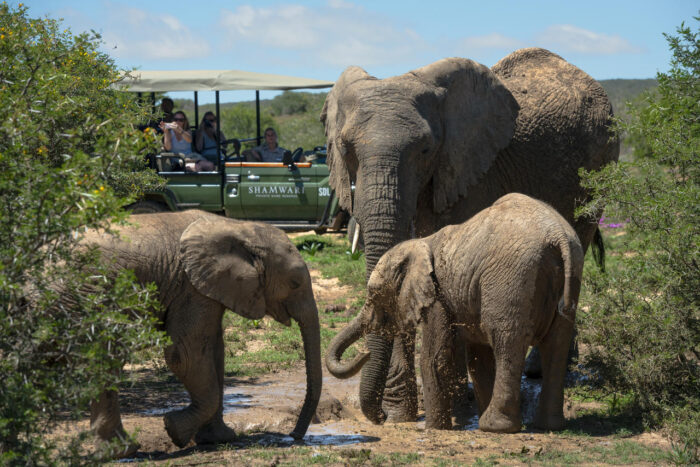 Cedarberg Travel | Bayethe Tented Lodge - Shamwari Game Reserve