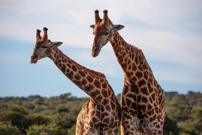 Cedarberg Travel | Amakhala Hlosi Lodge