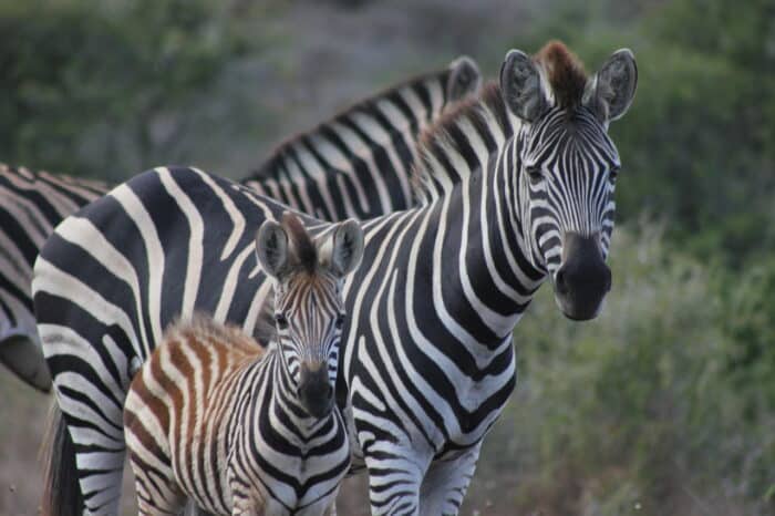 Cedarberg Travel | Amakhala Hlosi Lodge