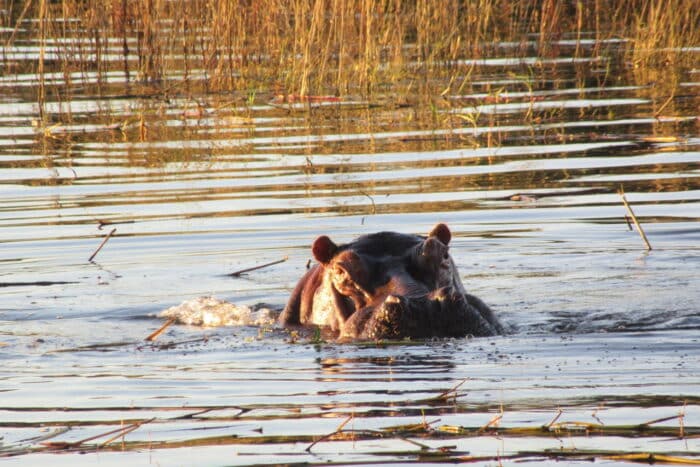 Cedarberg Travel | Victoria Falls River Lodge - Island Treehouse Suites