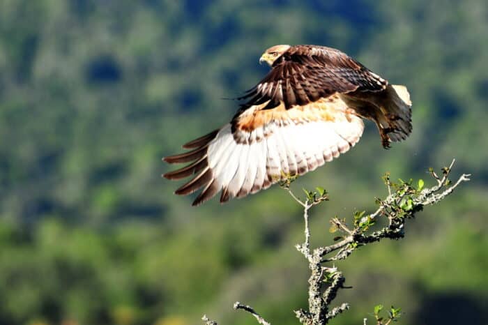 Cedarberg Travel | Bayethe Tented Lodge - Shamwari Game Reserve