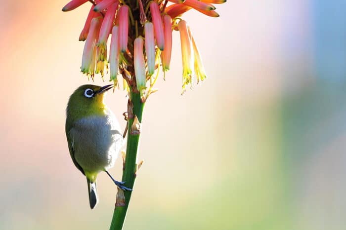 Cedarberg Travel | Bayethe Tented Lodge - Shamwari Game Reserve