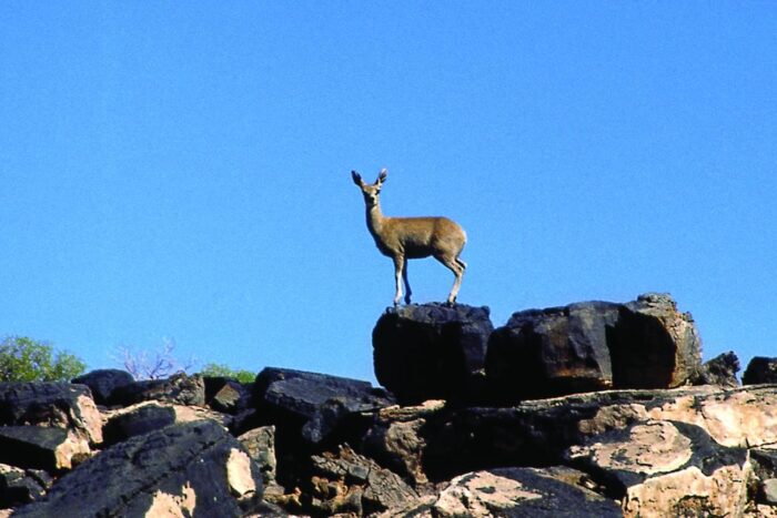 Cedarberg Travel | Canyon Roadhouse