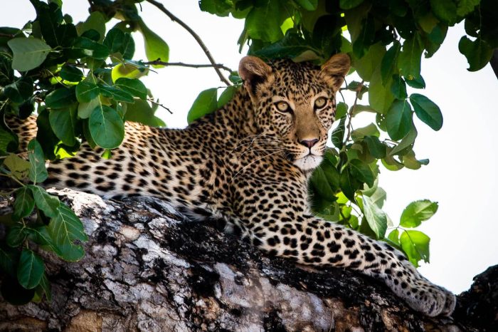 Cedarberg Travel | Zambezi Expeditions