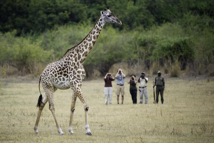 Cedarberg Travel | Bilimungwe Bush Camp