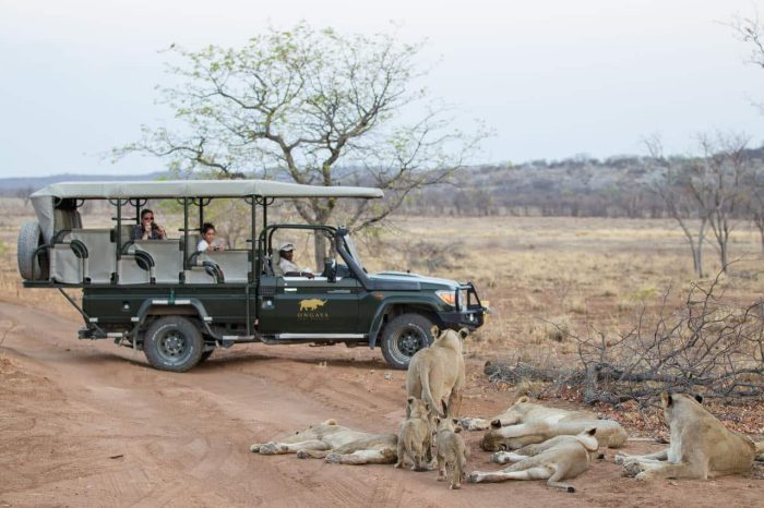 Cedarberg Travel | Andersson's @ Ongava