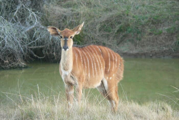 Cedarberg Travel | Lalibela Tree Tops Tented Camp