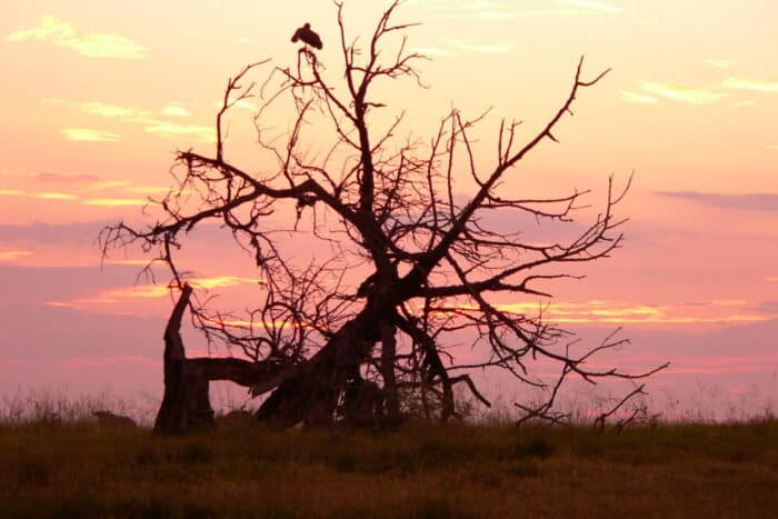 Cedarberg Travel | Lalibela Tree Tops Tented Camp