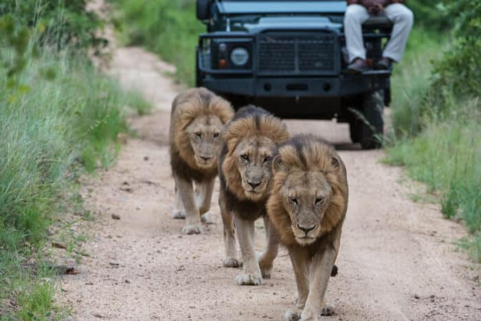 Cedarberg Travel | Sabi Sabi Bush Lodge