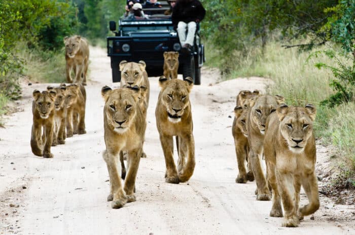 Cedarberg Travel | Sabi Sabi Bush Lodge