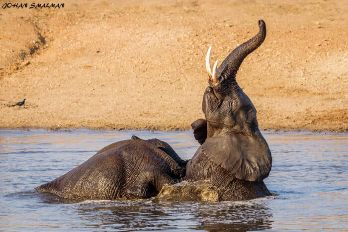 Cedarberg Travel | Shindzela Tented Camp