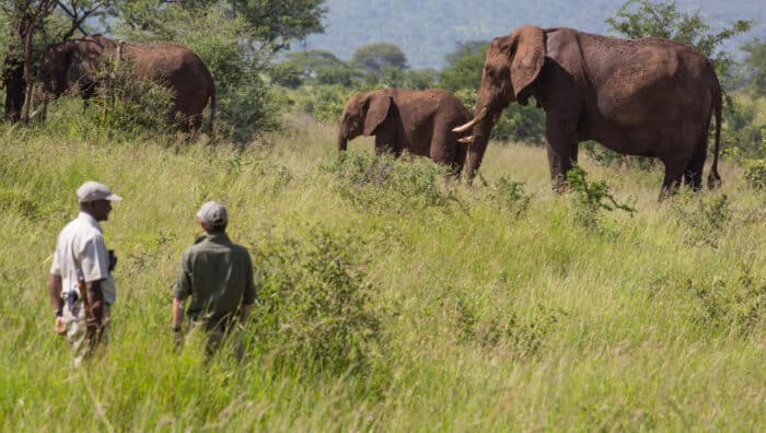 Cedarberg Travel | Tarangire Treetops